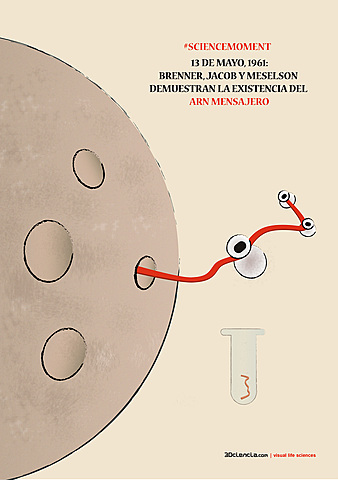 Sydney Brenner, François Jacob y Meselson descubrieron el ARN mensajero.