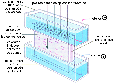 R. Lewontin, J. L. Hubby y H. Harris aplican la técnica de la electroforesis en gel de proteínas
