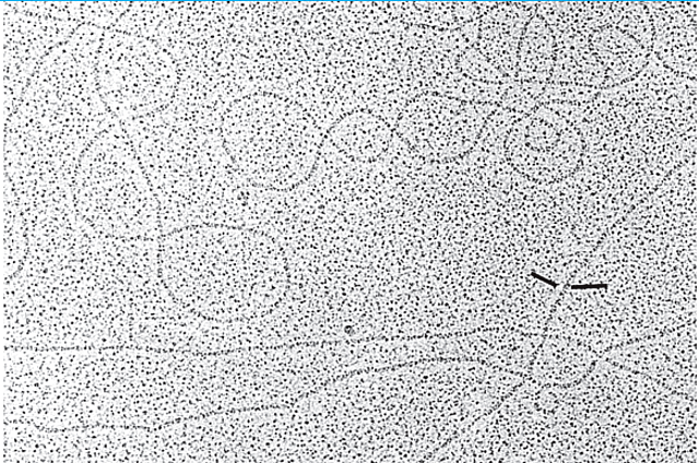 Se determina el tamaño de la molécula de ADN