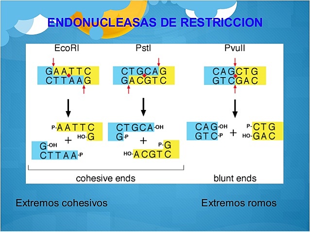 Se aíslan las primeras endonucleasas de restricción y H. Temin y D. Baltimore descubren la transcriptasa inversa.