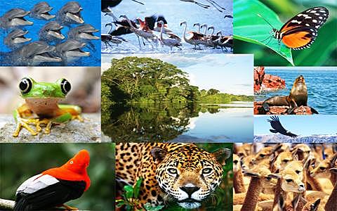 Conferencia Internacional de ministros del ambiente sobre biodiversidad y turismo.