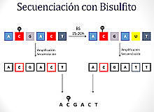 publicación de las técnicas de secuenciación del ADN de Walter Gilbert y de Frederick Sanger;