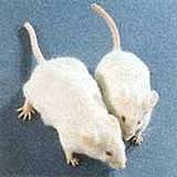 Los primeros ratones y moscas transgénicos