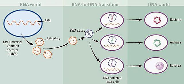 descubrimiento de la autocatálisis del ARN.