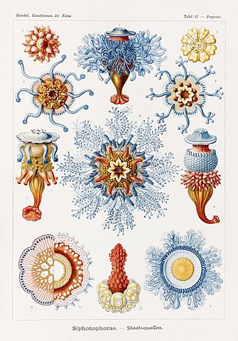 Ernst Heindrich Haeckel