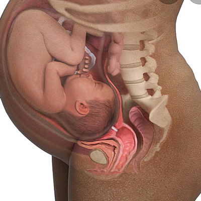 Timeline: 3 trimesters