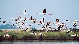 Convención relativa a los Humedales de Importancia Internacional especialmente como Hábitat de Aves Acuáticas