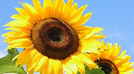 Timeline: Хронология роста подсолнуха