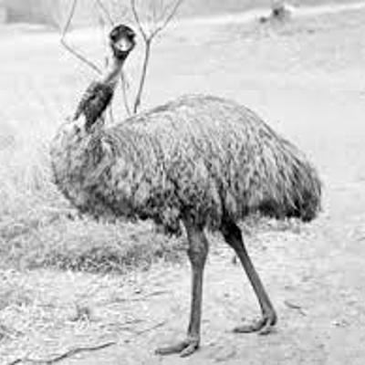 Timeline: Vojna proti emujem