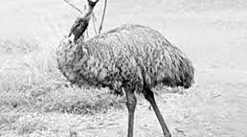 Timeline: Vojna proti emujem