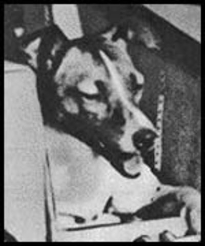 Soviet dog Laika