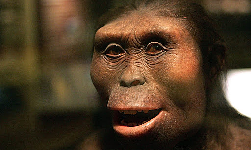 Australopithecus afarensis
