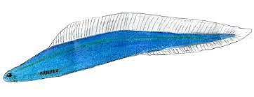 HAIKOUICHTHYS