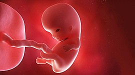 Timeline: Fetal Development- Month by month