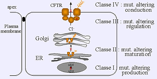 Lap-Chee Tsui, Francis Collins y John Riordan encontraron el gen cuyas mutaciones alélicas son las responsables principales de la fibrosis quística