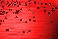 se secuencia el primer genoma completo de un organismo celular