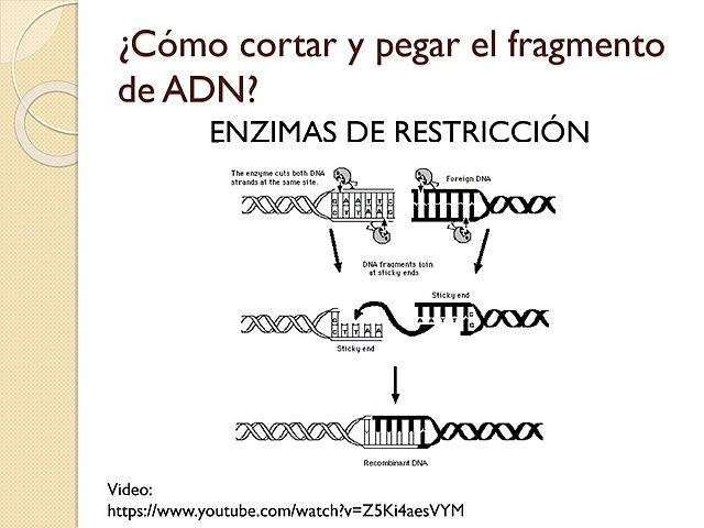 Los científicos descubren cómo cortar y pegar fragmentos de ADN,