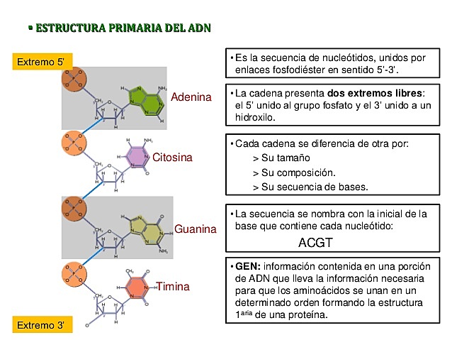 Se determina el orden y la identificación de las bases nitrogenadas