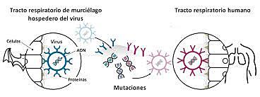 Coronavirus SARS-CoV-2