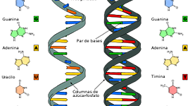 Timeline: Ácidos nucléicos