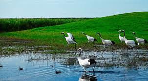 Convenio de Ramsar (UNESCO)