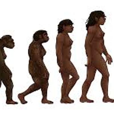 Timeline: Homínidos