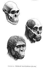 Australopithecus Africanus