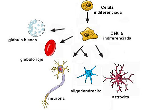 Diferenciación celular
