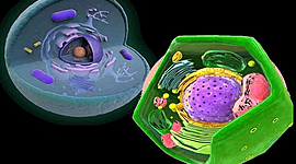 Timeline: Postulados a la Teoría celular