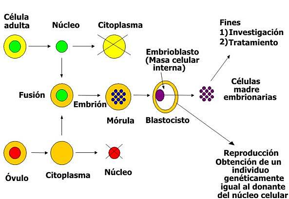 Tranferencia nuclear