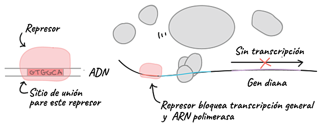 Factores de transcripción