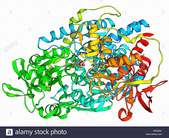 Proteínas Reguladoras