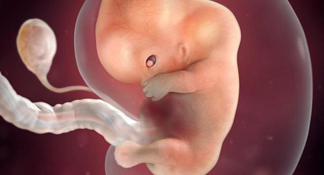 Fetal Development At 2 Months