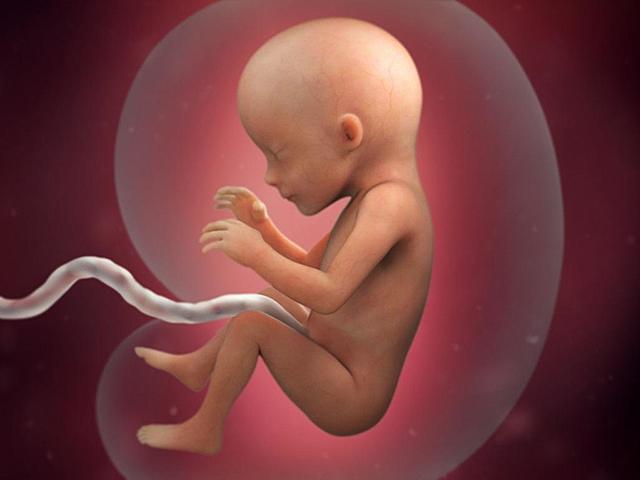 Fetal Development At 4 Months