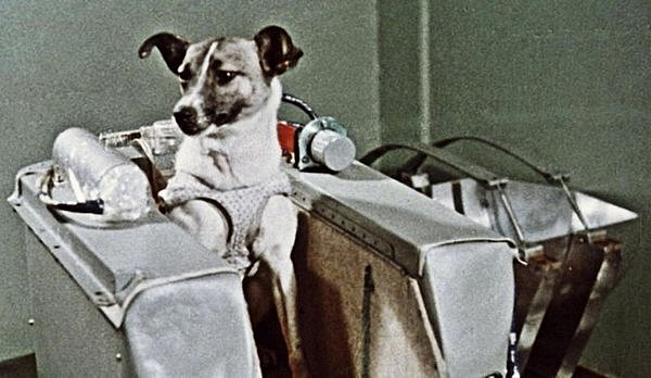 Prva žival v vesolju – Lajka