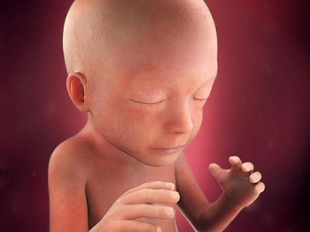 Fetal Development At 5 Months