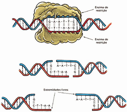 restriction enzyme