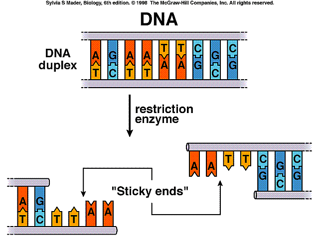 DNA cut with restriction enzymes