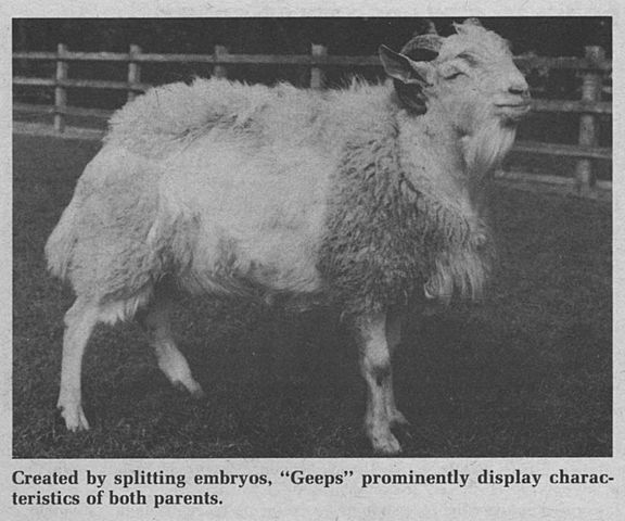 First cloning and more