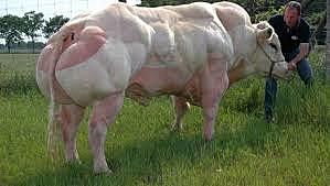 a transgenic cow