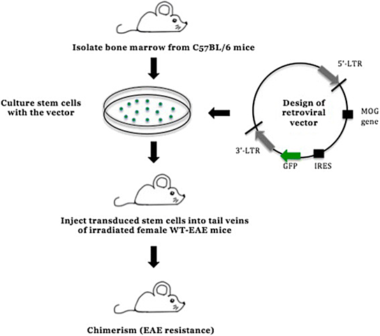 Transfer of bone marrow into lethally irradiated mice shows that marrow, like spleen, is regenerative