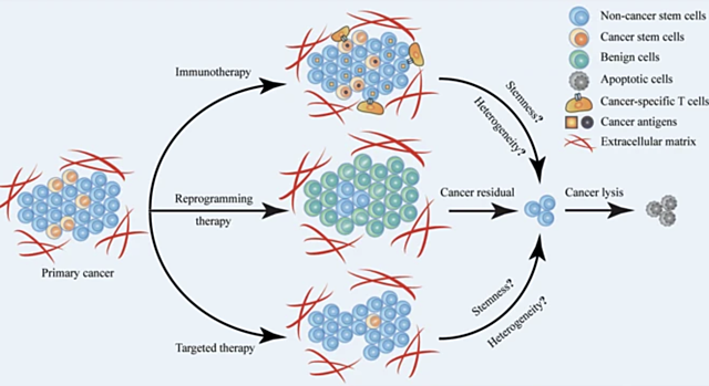 Mouse and human cells reprogrammed into immune cells to fight cancer