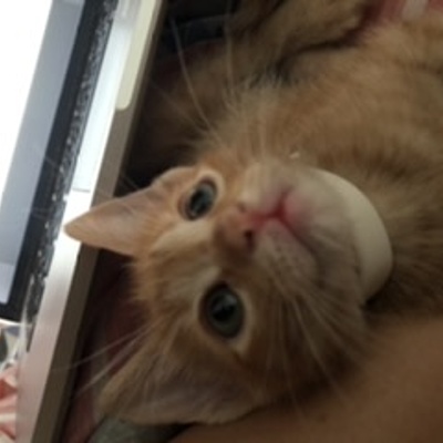 Timeline: Proyecto biblia