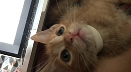 Timeline: Proyecto biblia