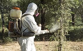 Langostas en Argentina