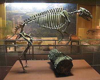 Eocene