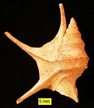 Pliocene