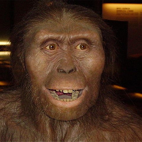 Australopithecus Afarensis