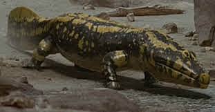 ANIMALS A TERRA FERMA