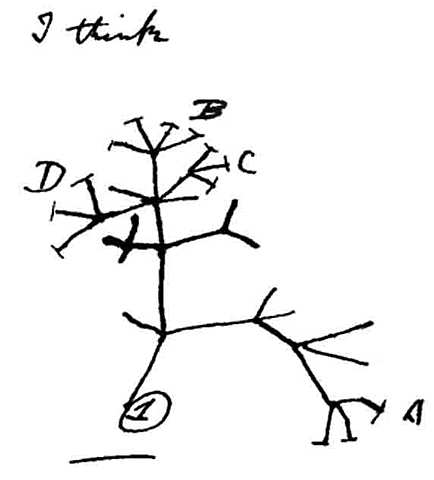 Charles Darwins Transmutation of species.